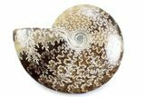 Polished Ammonite (Cleoniceras) Fossil - Madagascar #364945-1